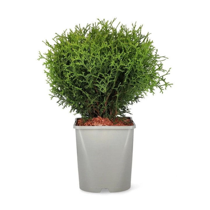 Thuja Occ. "Tiny Tim"