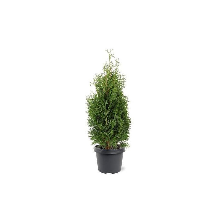 Thuja Occ. "Holmstrup"
