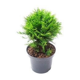 Thuja Occ. "Danica"