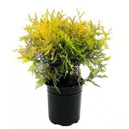 Thuja Occ. "Golden Globe"