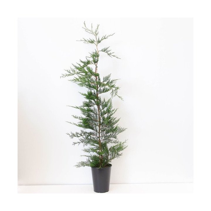 Cupressocyparis "Leylandii"