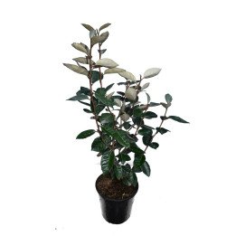 Elaeagnus Ebbingei