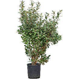 Elaeagnus Ebbingei compacta