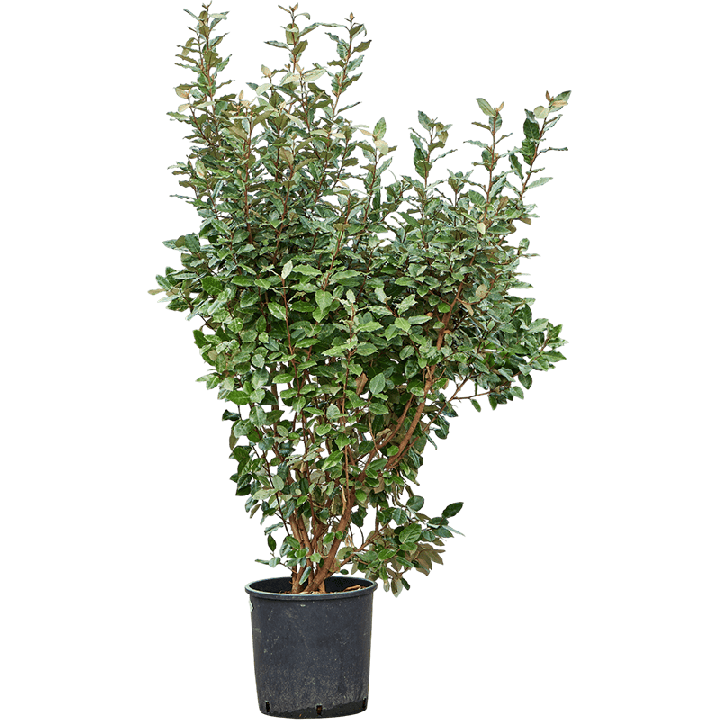 Elaeagnus Ebbingei compacta